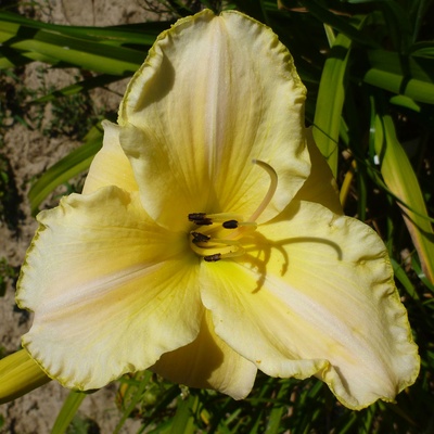 Hemerocallis